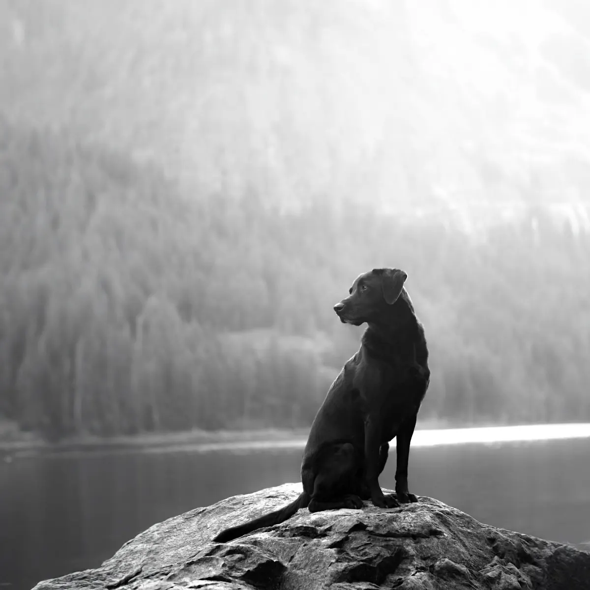 Black and white photo of a black Labrador sitting on a rock by a lake