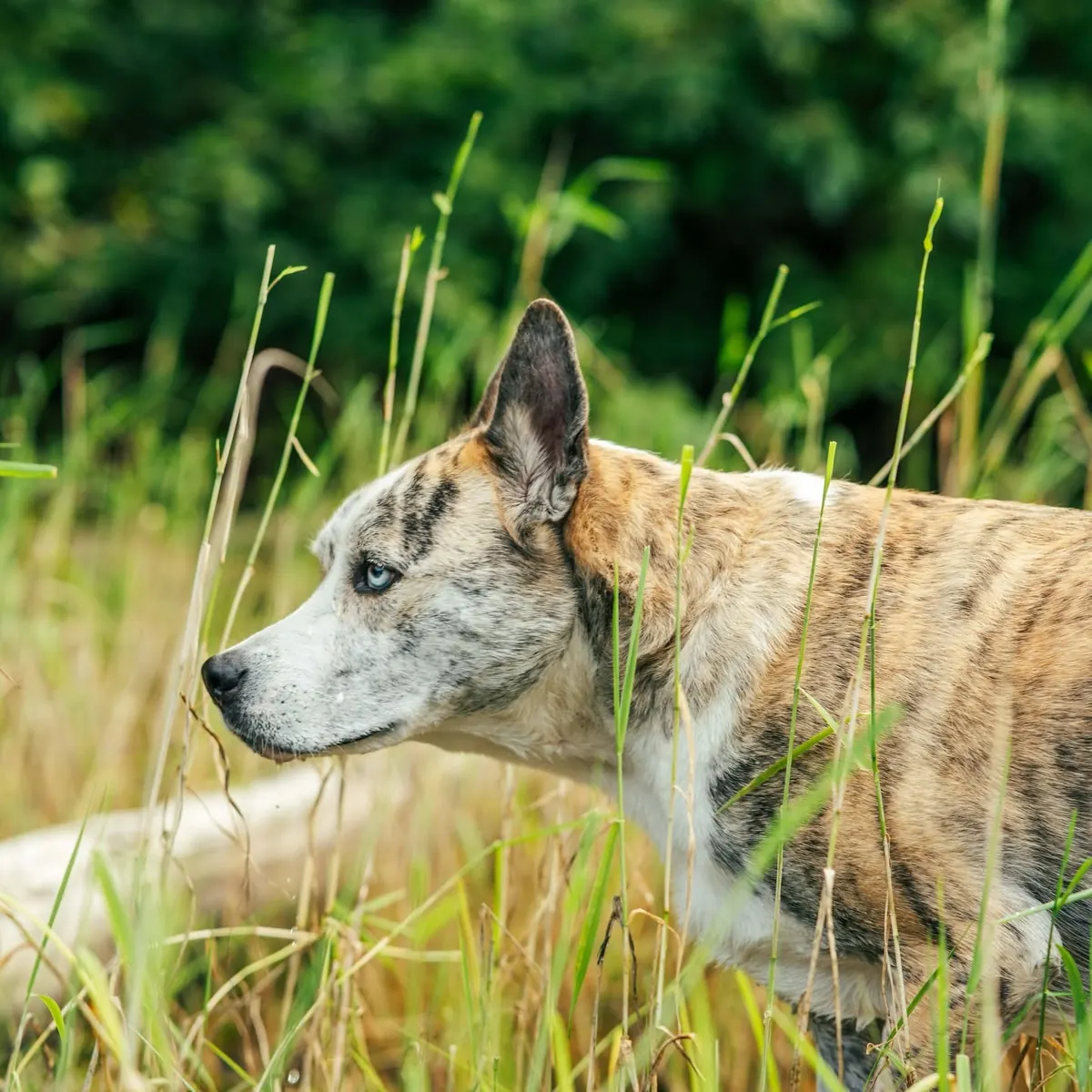 Brindle dog lying alert in tall green grass