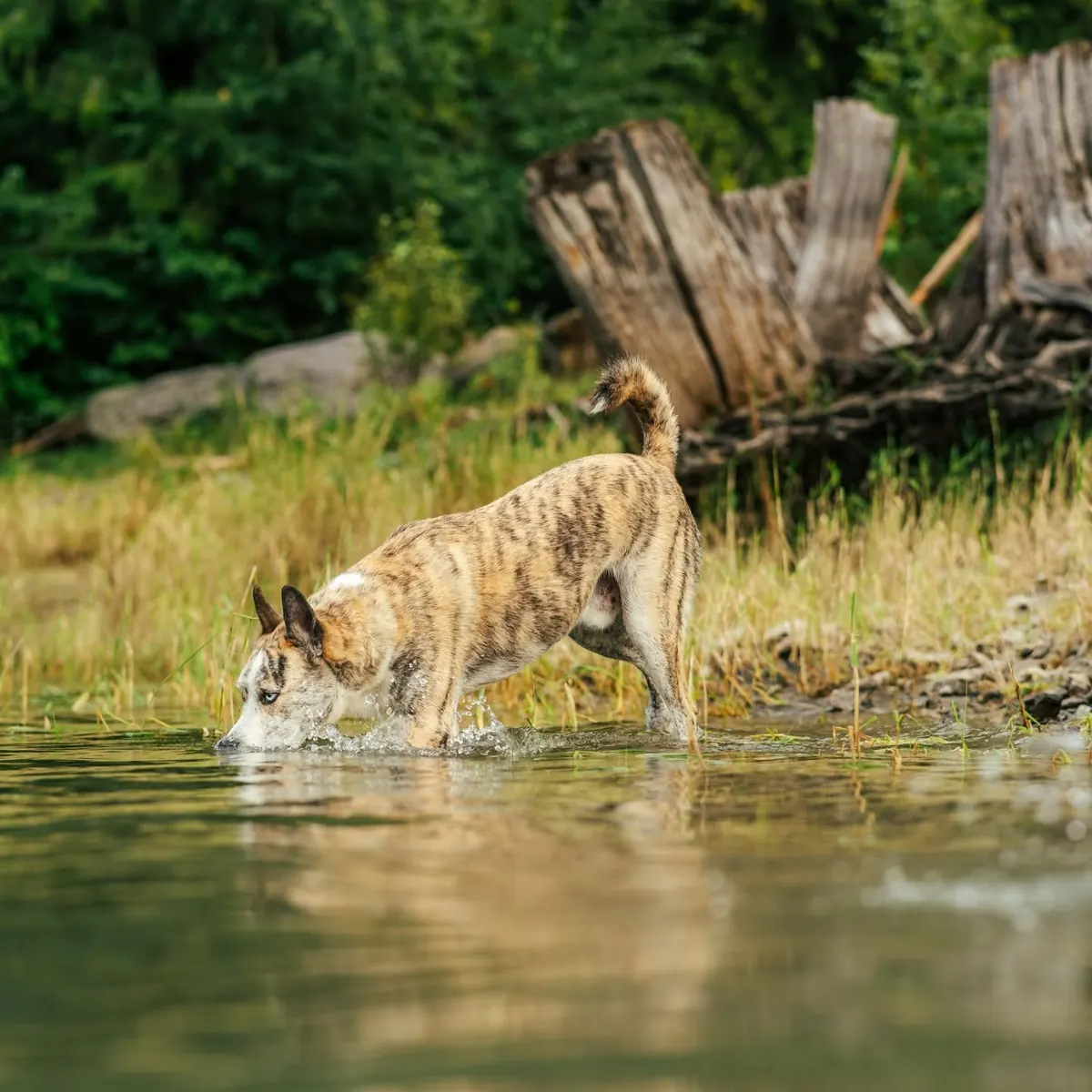 Brindle dog wading at a lakeshore beside driftwood