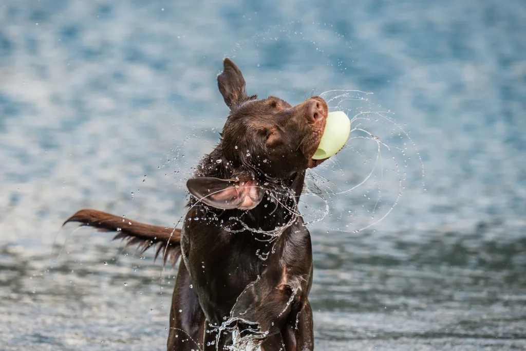 A chocolate Labrador splashing through the water with a ball after training