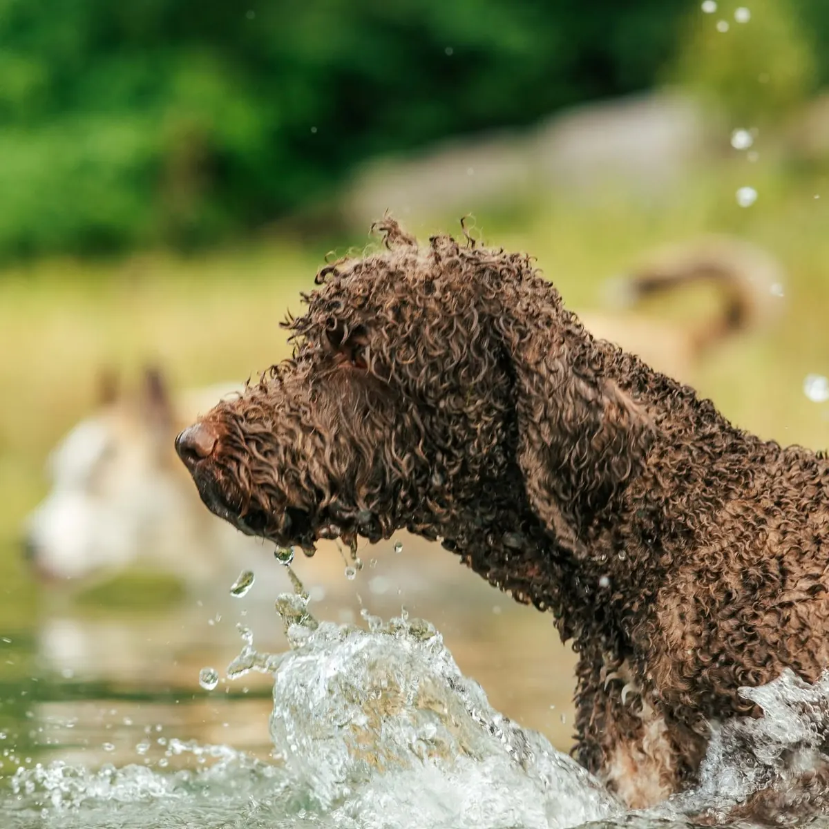 Curly brown water dog splashing through shallow water