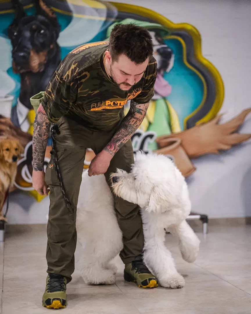 Dillon Mitchell training a large white doodle indoors in front of a colorful dog mural as a golden retriever looks on
