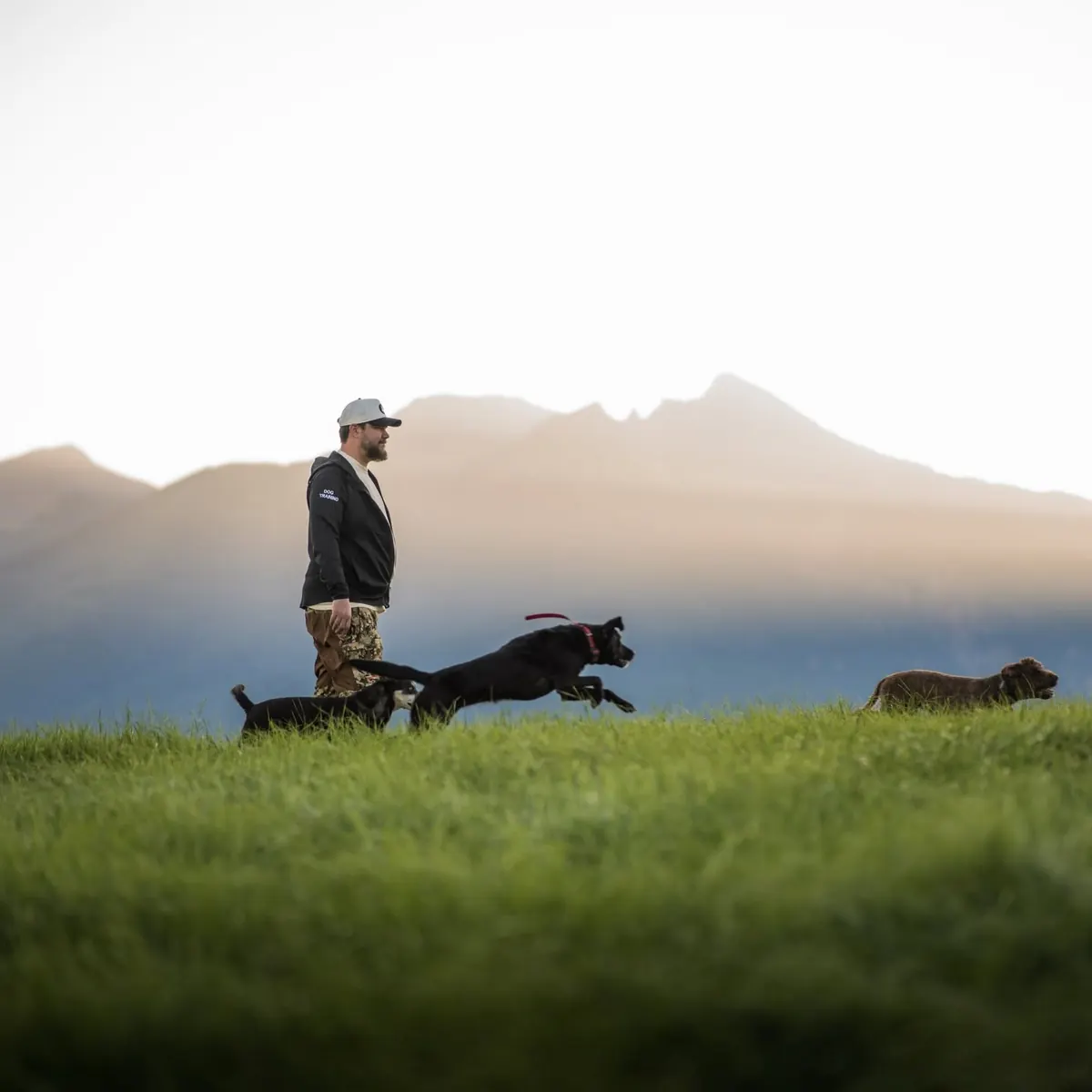 Dillon Mitchell working with two dogs in an open field with mountains behind