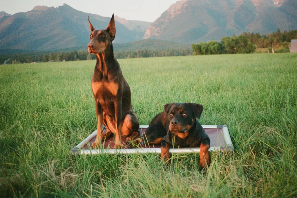 A Doberman and a Rottweiler calmly sharing a place bed in a mountain field