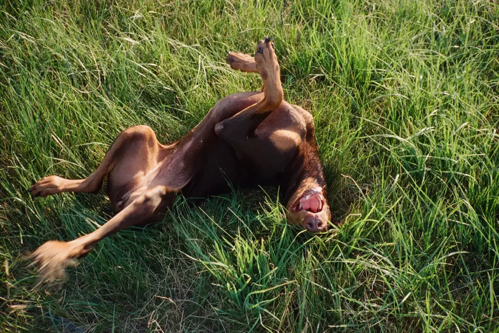 A relaxed dog rolling belly up in the grass