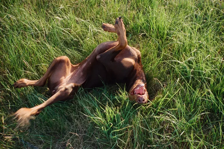 A relaxed dog rolling belly up in the grass