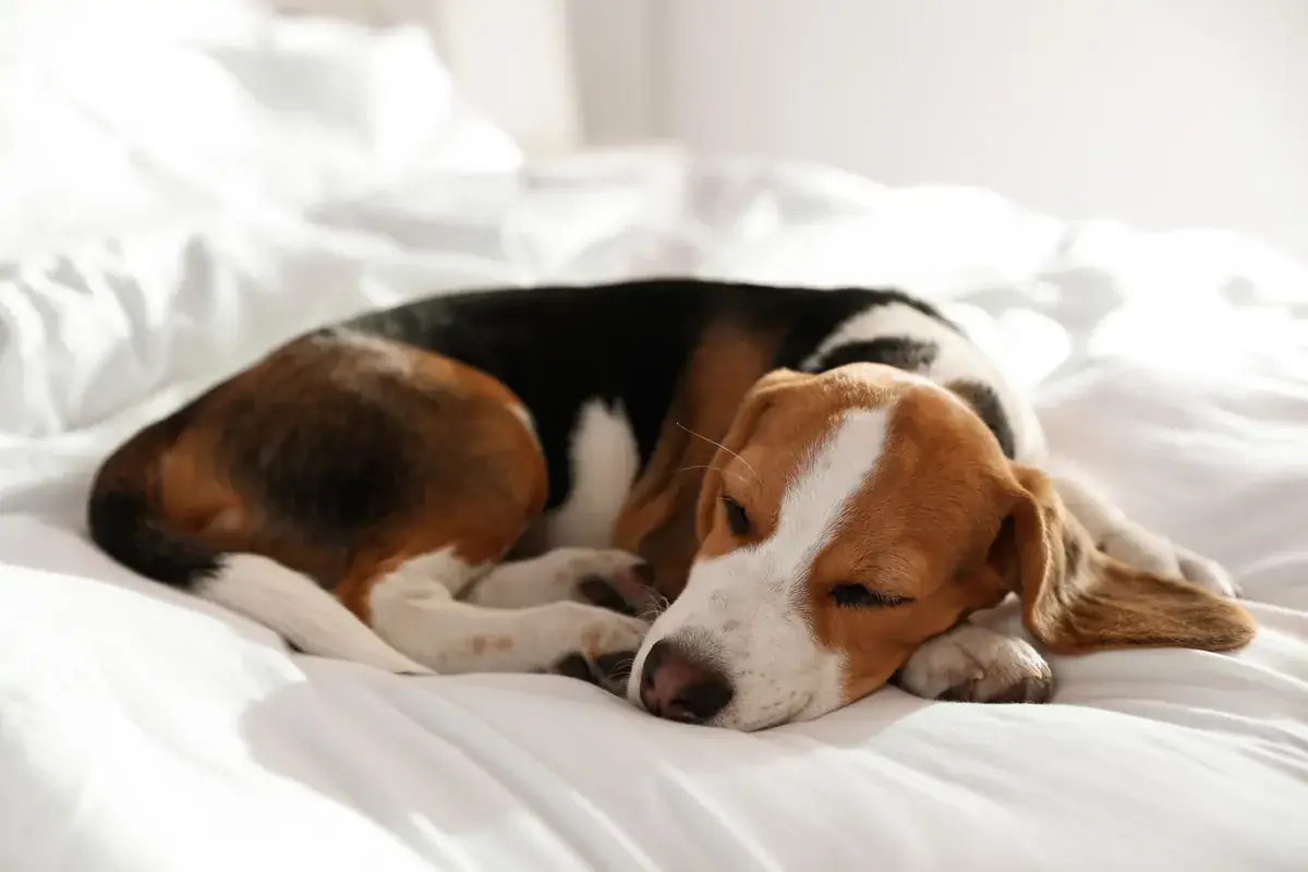 Beagle sleeping belly up and fully relaxed on a soft white bed