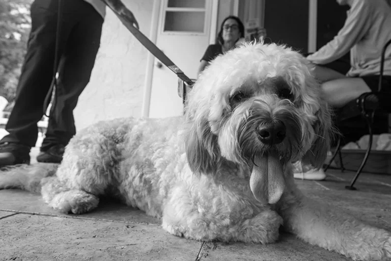 A doodle lying calmly indoors during a Full Potential K9 session
