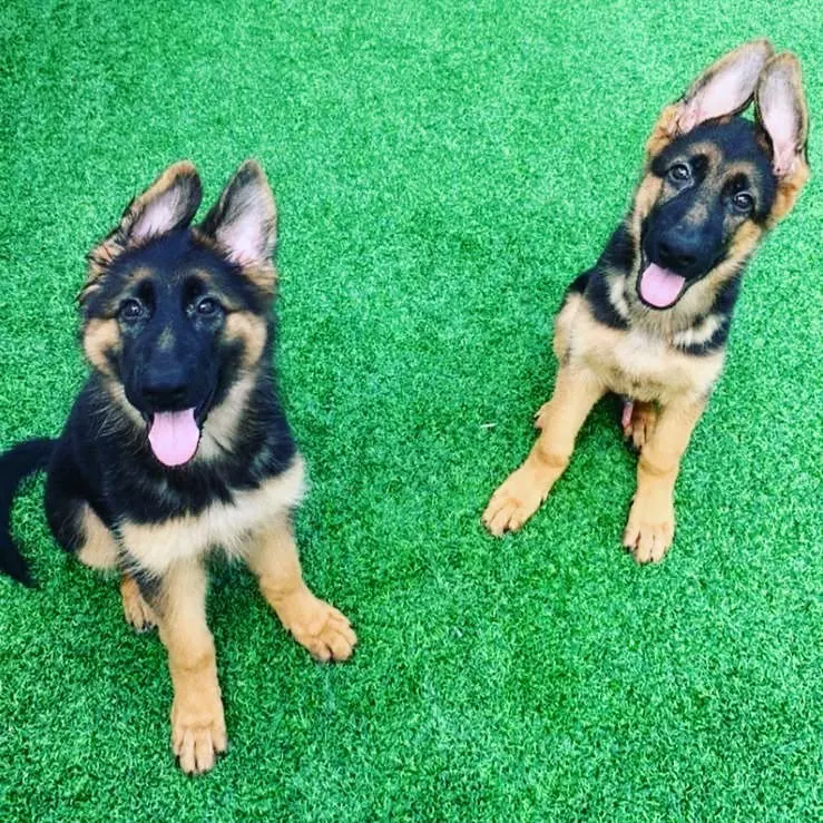 Two German Shepherd puppies sitting on green turf in Boca Raton