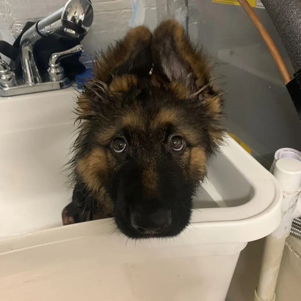 A wet German Shepherd puppy peeking out of a grooming sink after a bath
