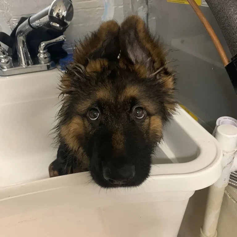 A wet German Shepherd puppy peeking out of a grooming sink after a bath