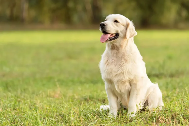 Golden Retriever sitting on a green lawn with its tongue out