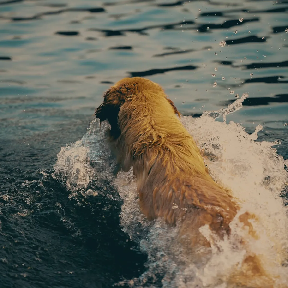 Golden retriever splashing into a lake during a water retrieve