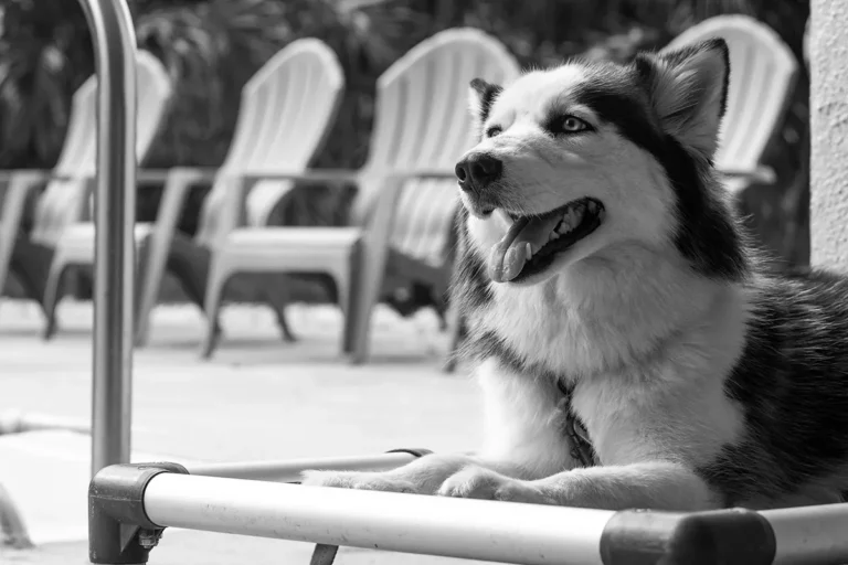 A healthy Husky with a shiny coat resting on a training bed at Full Potential K9