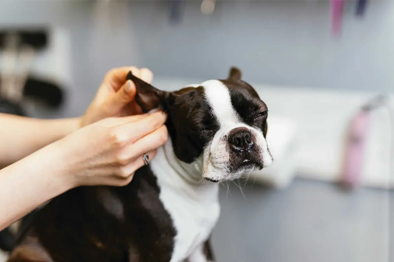 Hands gently checking a Boston Terrier's ear as the dog looks toward the camera