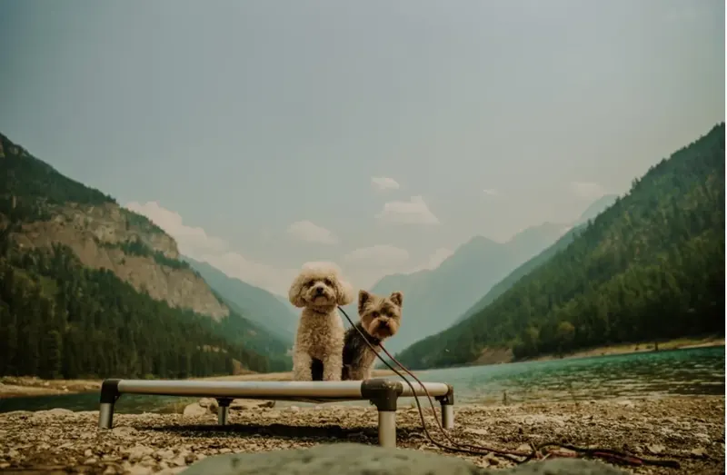 Small poodle mix and Yorkie sitting together on a raised training bed on a rocky lakeshore with mountains behind