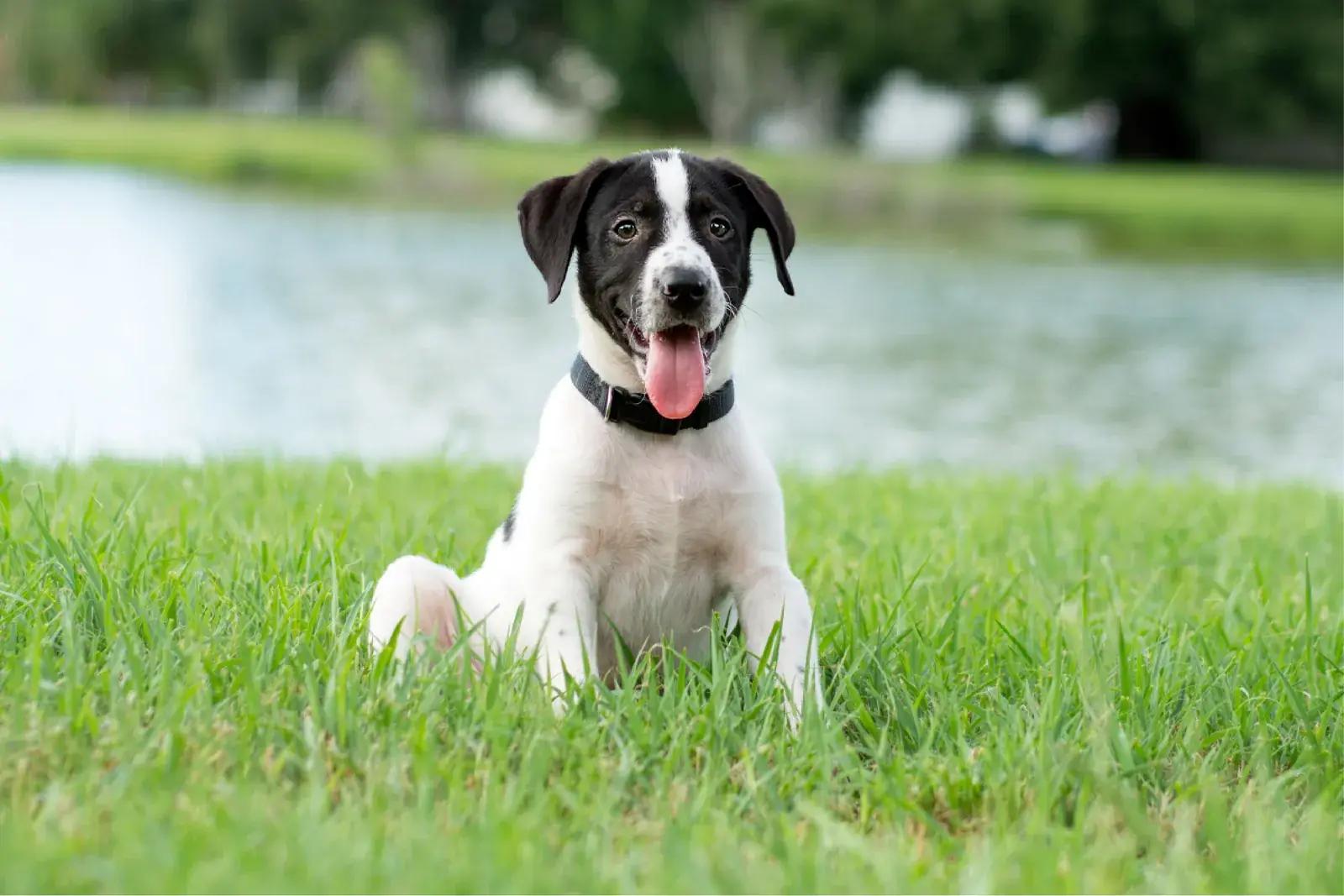 Young black and white dog sitting on green grass beside a lake