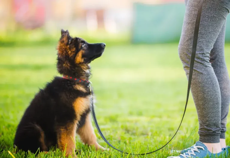 A trained dog walking calmly on a loose leash beside its owner at Full Potential K9