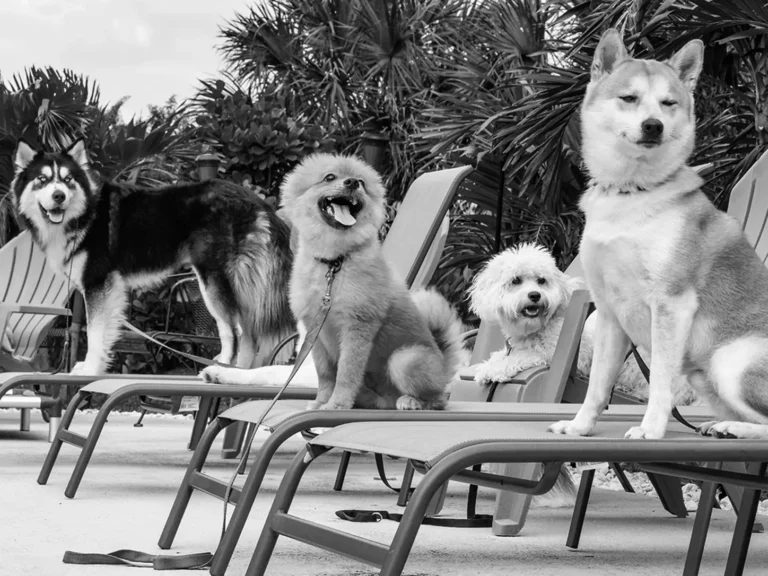 Trained dogs calmly holding place on lounge chairs during a Full Potential K9 outing in Boca Raton