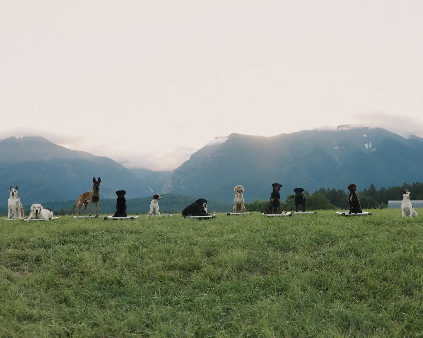 Twelve trained dogs holding a place command on raised beds in a wide grassy field below misty mountains