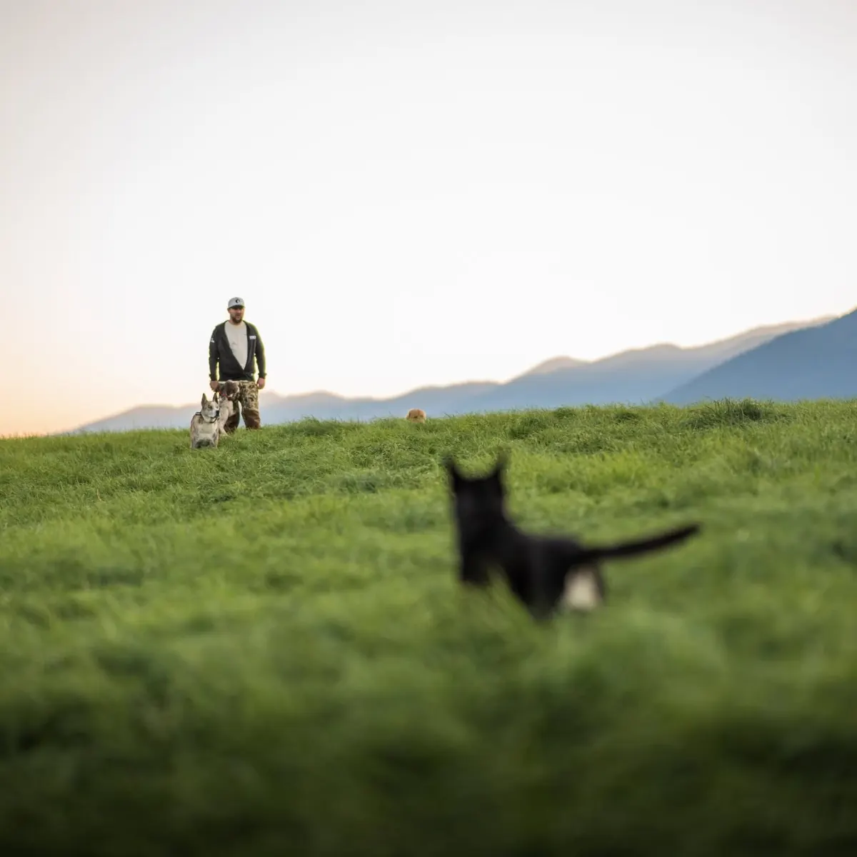 Trainer standing in a green mountain field as a black dog works off leash in front of him