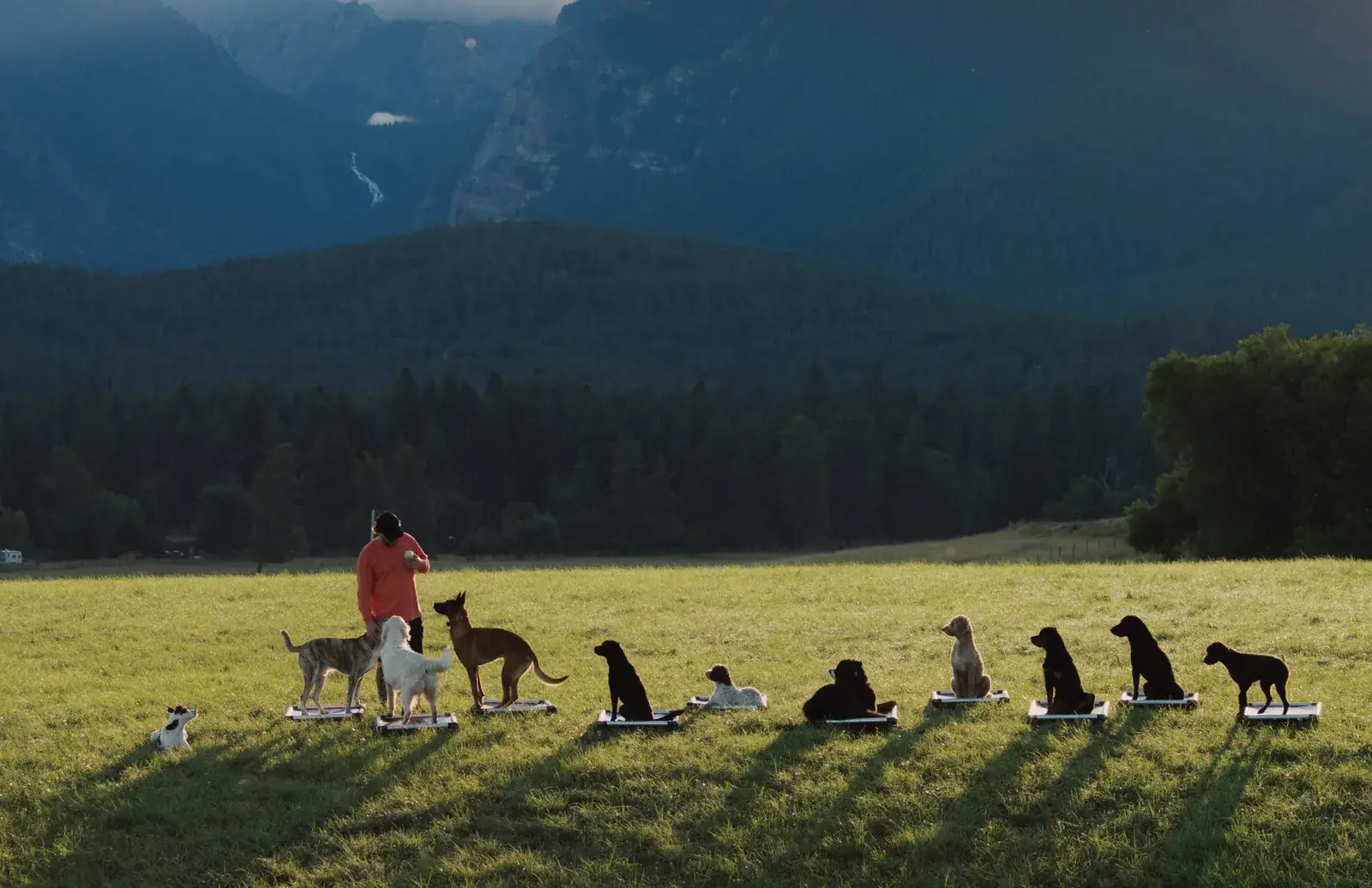Dillon Mitchell with ten graduate dogs holding place on raised beds in a Montana mountain field