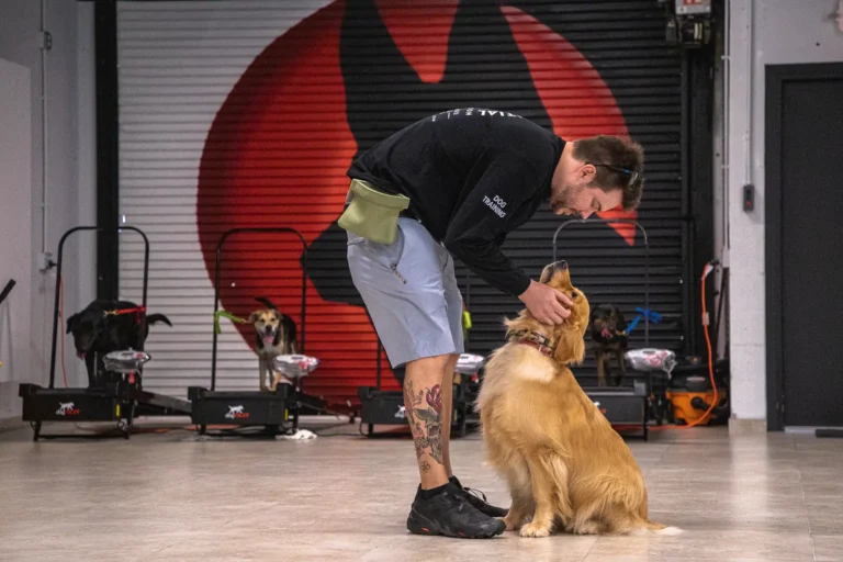 A Full Potential K9 trainer greeting a Golden Retriever inside the Boca Raton facility
